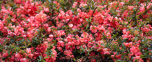 Quince, Orange Quince Flowers In The Spring Garden