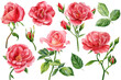 Leinwandbild Motiv Set roses on isolated white background, watercolor clipart, hand drawing, botanical illustration