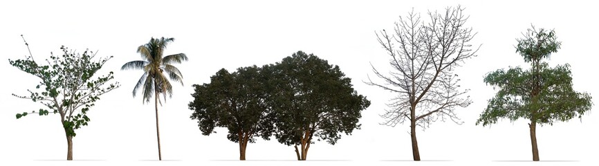 Wall Mural - Set of trees isolated on white background