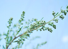 Artemisia Absinthium, Fresh Branches Of Wormwood Plant With Seeds Focused Close Up In The Wild
