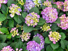 Overhead Shot Of Pink And Purple Hydrangea Blossoms And Green Foliage