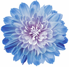 Light Blue Chrysanthemum Flower  Isolated On A White Background With Clipping Path. Close-up. Flowers On The Stem. Nature.