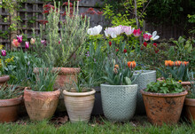 Variety Of Terracotta Flower Pots In Spring In A Suburban Garden In Pinner, North West London, With Flowers Including  Colourful Tulips And Lavender.