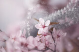 Fototapeta Kwiaty - Japońskie wiśnie kwitnące. Różowy kwiat