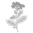Branch of outline medicinal Tansy or Tanacetum vulgare flower bunch with buds and leaf in black isolated on white background. 