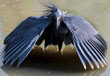 Black Heron making canopy to make shade for hunting fish, Kruger National Park, South Africa