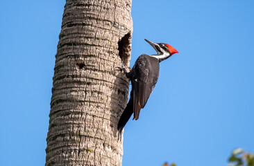 Canvas Print - Pileated woodpecker