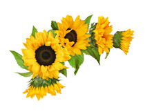 Yellow Blossoming Sunflowers In A Corner Arrangement Isolated