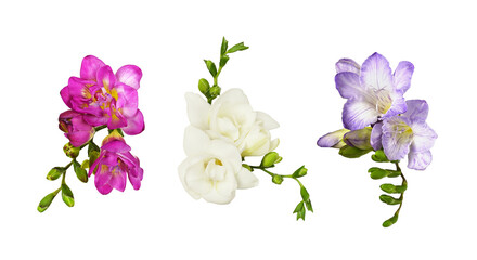 Wall Mural - Set of pink, white and purple freesia flowers and buds isolated on white