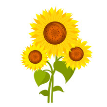 A Bouquet Of Three Sunflowers. Vector Isolated On A White Background.