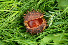 Chestnut On The Grass