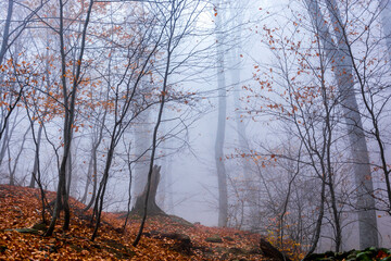 Poster - Autumn forest in the fog