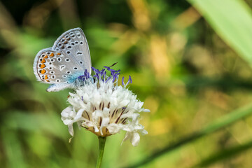 Wall Mural - butterfly 139