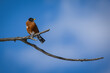 oriole bird on a branch