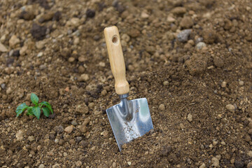 Garden tools, fresh young sprouts, seedling. Gardening concept background. Spring seasonal of growing plants. Onion, shovel, spade fork, soil.