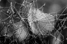 Backlit Spider Webs With Dew Drops During Sunrise