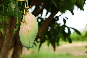 Sticker - Mangoes on a tree in a farmer's garden