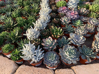 Wall Mural - Succulents in the greenhouse