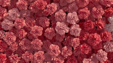 Bright, Elegant Wall Background With Carnations. Pink, Floral Wallpaper With Colorful, Romantic Flowers. 3D Render