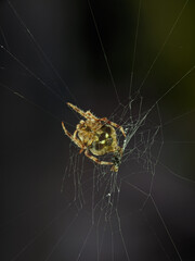 The spider species Araneus diadematus is resting in its nest.