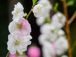 Sticker - 雨に濡れる白とピンクの花桃の花