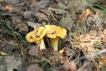 Wild Chanterelle Mushrooms In The Forest In Dry Leaves. Close Up Of Cantharellus Cibarius, Edible And Medicinal Fungi. 