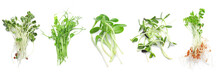 Assortment Of Healthy Micro Greens On White Background, Top View