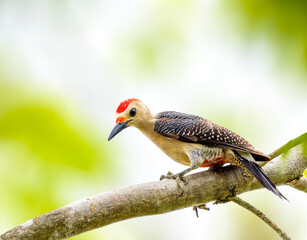 Wall Mural - Yucatan woodpecker perched on a branch In Yucatan Peninsular