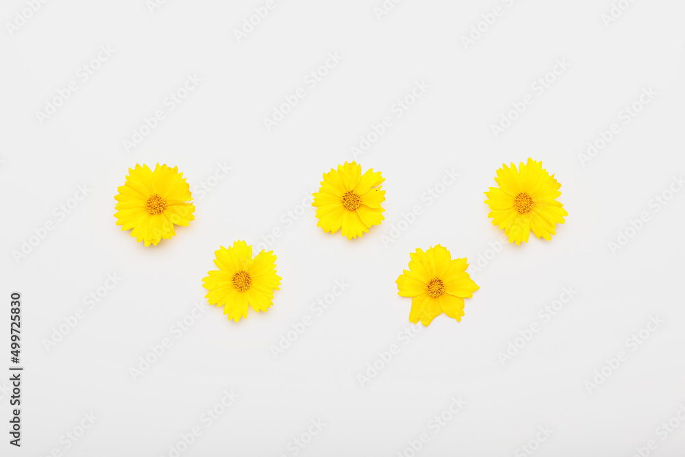 Beautiful yellow flowers on white background