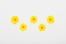 Beautiful Yellow Flowers On White Background