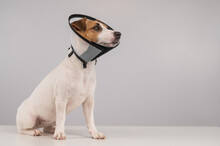 Jack Russell Terrier Dog In Plastic Cone After Surgery. Copy Space. 