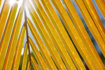 Palm leaf closeup, Dominican Republic, sunny beach, palm trees, on the coast