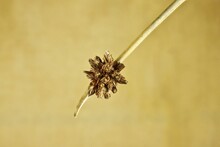 Super-macro View Of Isolated Knobby Club Rush (Ficinia Nodosa) Flower Spike With Seed Head