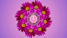 Mirror Flower Kaleidoscope. Purple, Pink And White Daisies. Fantastic Patterns, Shapes And Colors. Abstract Background For Your Project.
