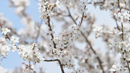 Blooming spring tree, blossom branches swaying in the wind against a blue sky and clouds.