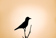 Silhouette Of A Carrion Crow (Corvus Corone) Perched In A Tree With A Pale Sky 
