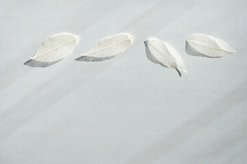 Decorative transparent white skeleton leaves border with shadows on white background.