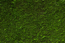 A Green Conifer Hedge (Coniferophyta)