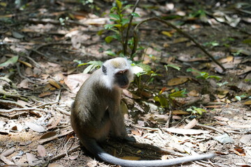 Wall Mural - Monkey in the forest