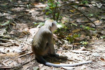 Wall Mural - Monkey in the forest