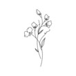 Sweet Pea April Birth Month Flower Illustration