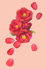 Wall Mural - red flowers of camellia on a pink background. 