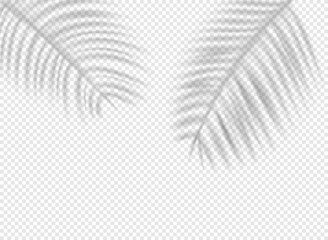 Aufkleber - Palm leaves shadows on transparent background. Shadow overlay effect vector effect
