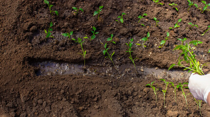 a woman is planting pepper seedlings in a greenhouse. Seedlings of sweet pepper.