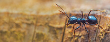 Jet Black Ants Lasius Fuliginosus . Workers In The Family Formicidae