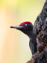 Close Up Of A Black Woodpecker