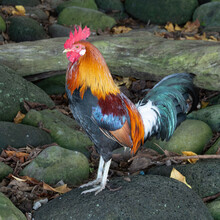 Portrait Of A Rooster Standing On A Rock, Maui, Hawaii, USA