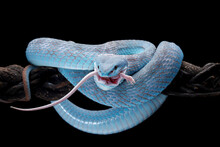 Blue Viper Snake On Branch Eating Its Prey, Indonesia