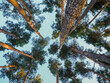 pine trees from directly below view. Low angle view of trees in the forest