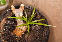 Sprout Of Indoor Dracaena Marginata On Plant Stump In Flowerpot